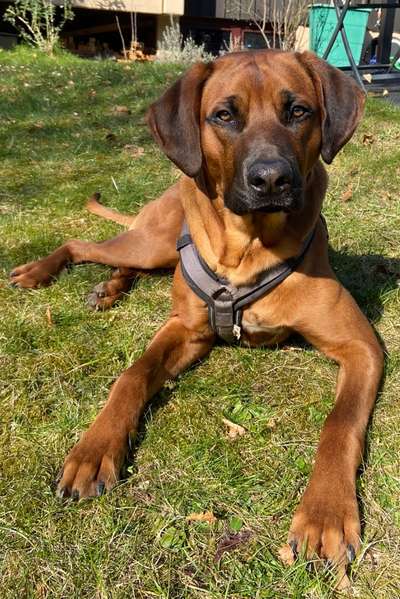 Rhodesian Ridgeback-Beitrag-Bild