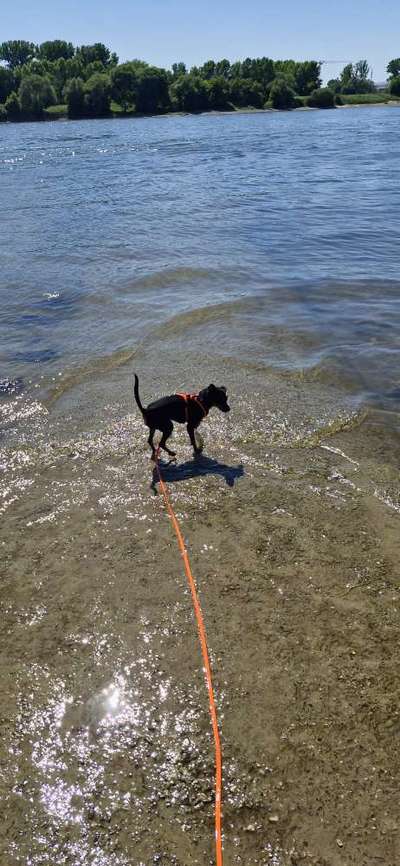 Hundetreffen-Treffen in Halver oder Lüdenscheid-Bild