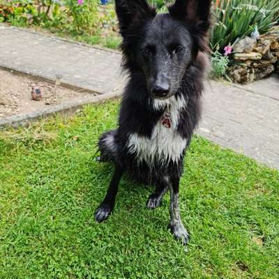 Hundetreffen-Gassitreffen-Bild