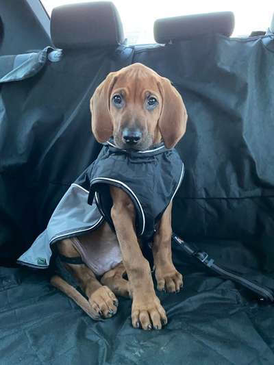 Rhodesian Ridgeback-Beitrag-Bild