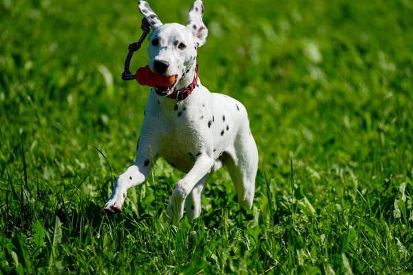 Hundetreffen-Spaziergang zum kennenlernen-Bild