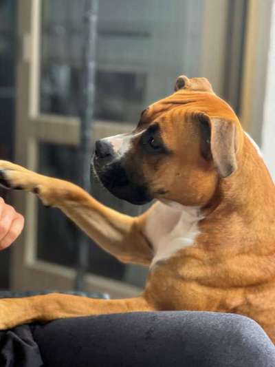 Fotosammlung: ,,Der natürliche Hund" Unbearbeitet, ungestellt und in Natura-Beitrag-Bild