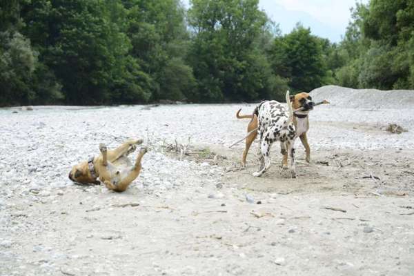 Fotosammlung: ,,Der natürliche Hund" Unbearbeitet, ungestellt und in Natura-Beitrag-Bild