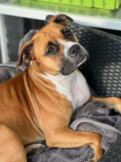 Fotosammlung: ,,Der natürliche Hund" Unbearbeitet, ungestellt und in Natura-Beitrag-Bild