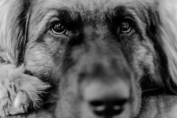 Foto-Challenge 76: Foto in Schwarz-Weiss-Beitrag-Bild