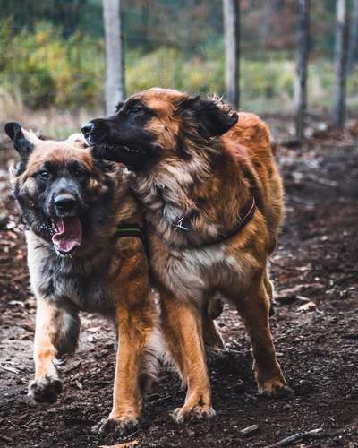 FOTOCHALLENGE 72 - Glücklicher Hund im Schmuddel-Look-Beitrag-Bild