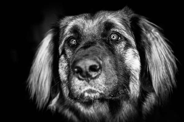 Foto-Challenge 76: Foto in Schwarz-Weiss-Beitrag-Bild