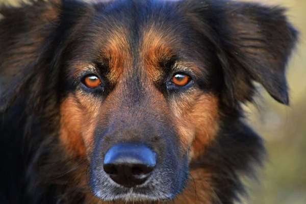 Fotochallange Nr. 57     PORTRÄT.   Beendet!!!!!!!!-Beitrag-Bild