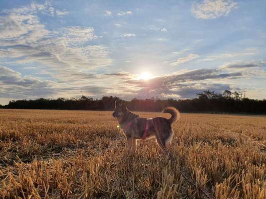 Dein Hund im Dogorama-Kalender 2021-Beitrag-Bild