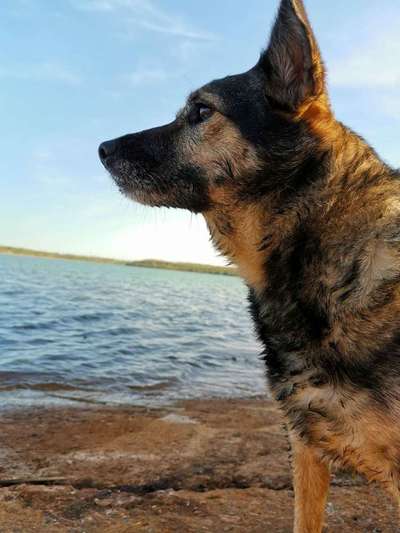 Dein Hund im Dogorama-Kalender 2021-Beitrag-Bild