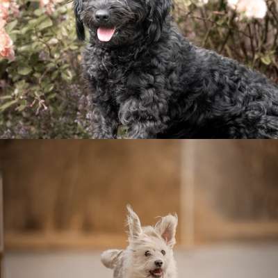 Hundetreffen-Sozialisierungs Training-Bild