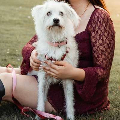 Hundetreffen-Spiele/ Spazieren-Bild