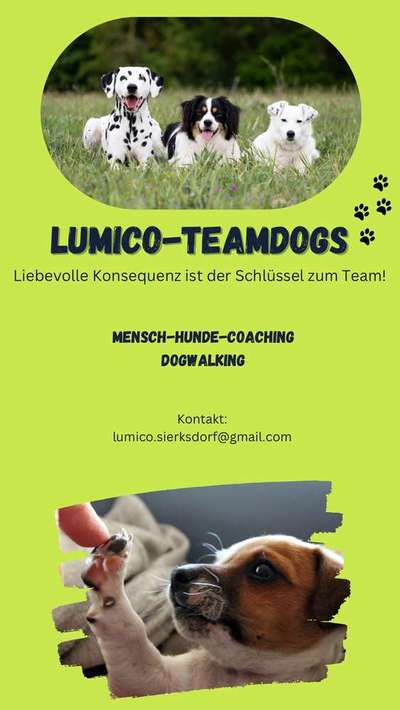 Hundeschulen-LuMiCo-Teamdogs -Bild