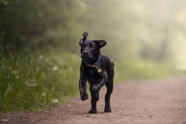 Dogorama Photo Challenge - Der Frühling kommt-Beitrag-Bild