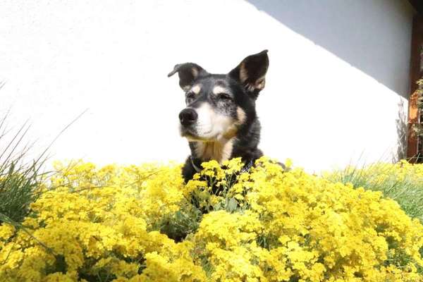 Fotochallange 63: "Dein blühendes Hündchen"-Beitrag-Bild