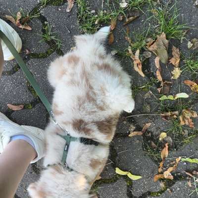 Hundetreffen-Gassirunde in Garbsen und/ oder Berenbostel-Bild