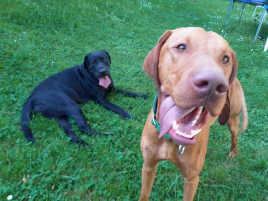 Tongue Out Tuesday-Beitrag-Bild