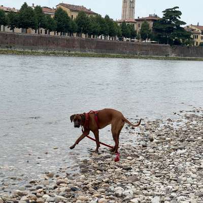 Hundetreffen-1 Jahr alte RR-Hündin sucht jemand zum Fetzen-Bild