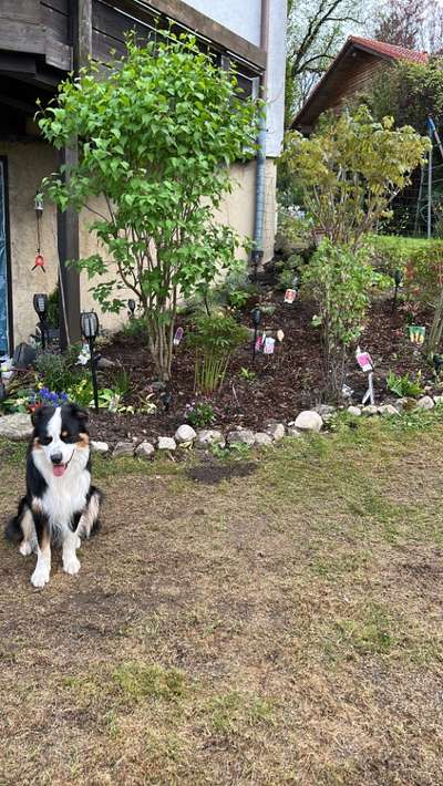 Hundetreffen-Gassirunde und Spielen-Bild