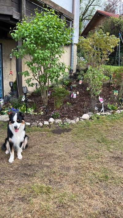 Hundetreffen-Gassirunde und Spielen-Bild