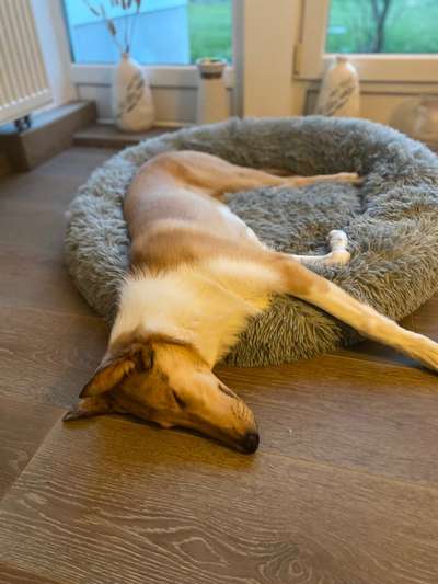 Collies gesucht-Beitrag-Bild