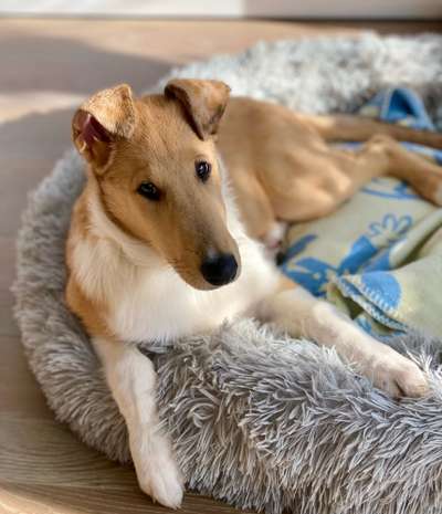 Collies gesucht-Beitrag-Bild