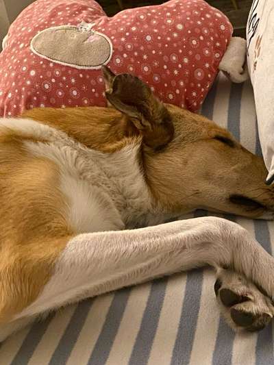 Collies gesucht-Beitrag-Bild