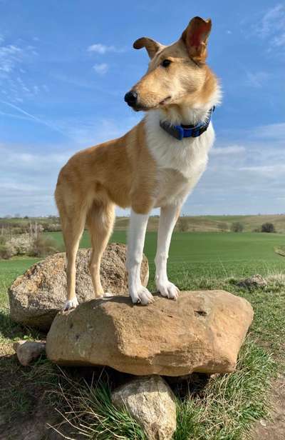 31. Collagen Challenge - Bänke/ Steine /Baumstümpfe-Beitrag-Bild