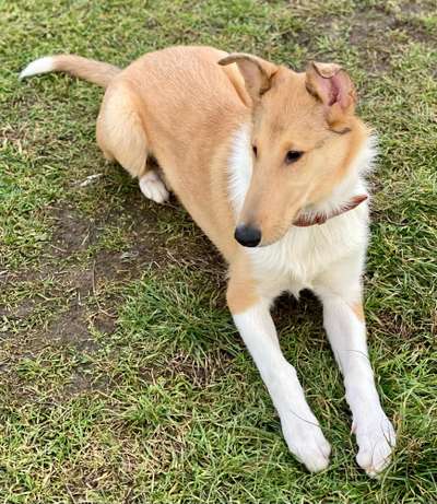 Collies gesucht-Beitrag-Bild