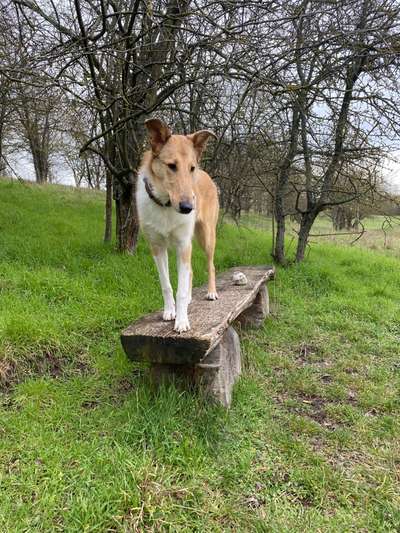 Kurzhaarcollies (und Mixe)-Beitrag-Bild