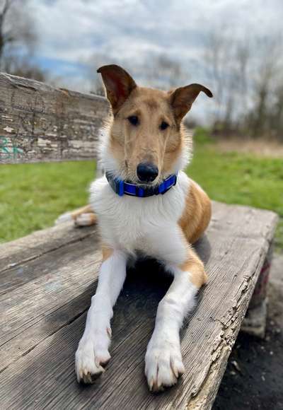 31. Collagen Challenge - Bänke/ Steine /Baumstümpfe-Beitrag-Bild