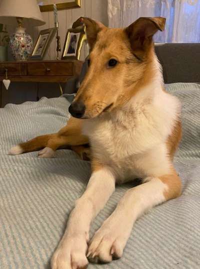 Collies gesucht-Beitrag-Bild