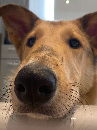 Collies gesucht-Beitrag-Bild