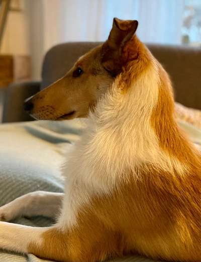 Collies gesucht-Beitrag-Bild