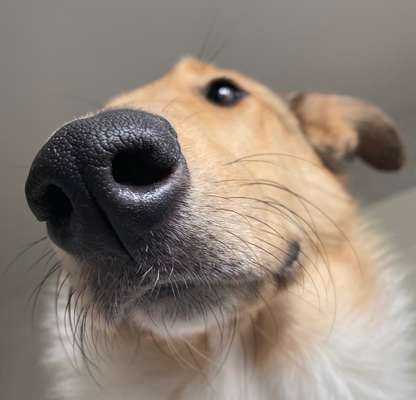 42. Handy Fotochallenge - Den richtigen Riecher haben-Beitrag-Bild