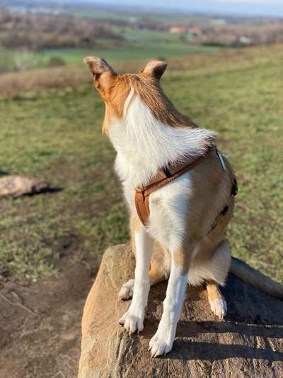 Collies gesucht-Beitrag-Bild