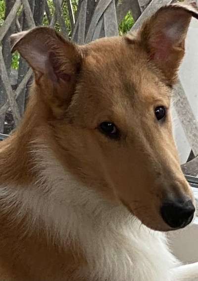 Collies gesucht-Beitrag-Bild