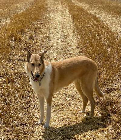 20. Farben Fotochallenge: Gold / Goldgelb / Stohgelb-Beitrag-Bild