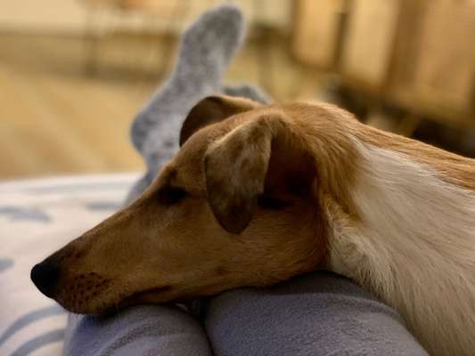 Collies gesucht-Beitrag-Bild