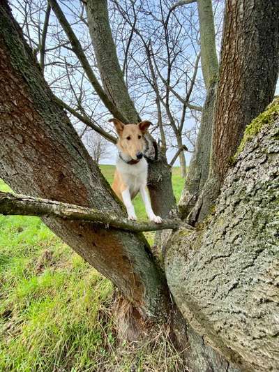 31. Collagen Challenge - Bänke/ Steine /Baumstümpfe-Beitrag-Bild