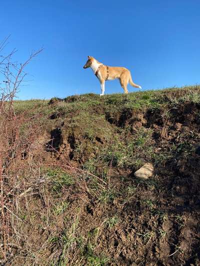 Collies gesucht-Beitrag-Bild
