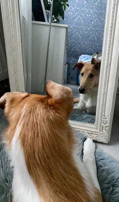 Collies gesucht-Beitrag-Bild