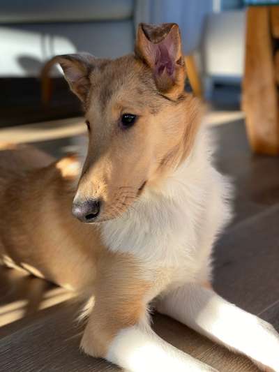 Collies gesucht-Beitrag-Bild