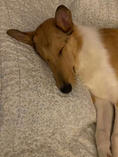 Collies gesucht-Beitrag-Bild