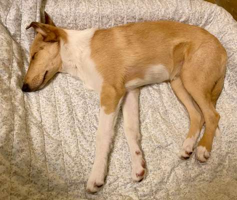 Collies gesucht-Beitrag-Bild