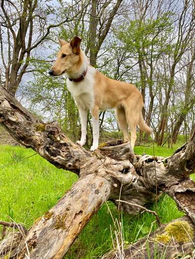 Handy Foto Challenge Nr. 49: Mein Freund der Baum-Beitrag-Bild