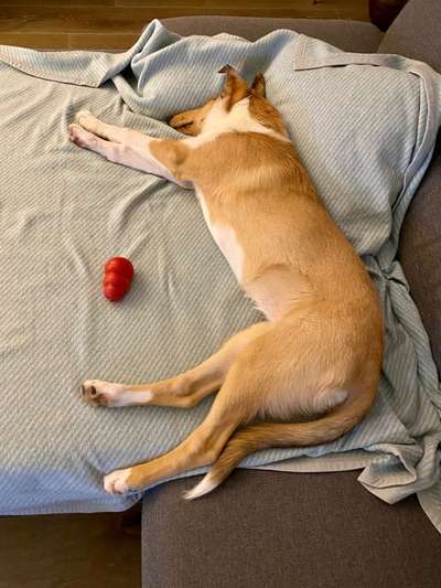 Collies gesucht-Beitrag-Bild