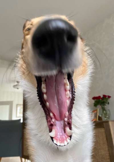 Collies gesucht-Beitrag-Bild