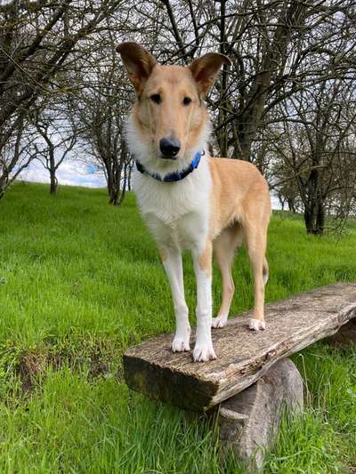 31. Collagen Challenge - Bänke/ Steine /Baumstümpfe-Beitrag-Bild