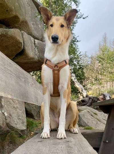 Collies gesucht-Beitrag-Bild